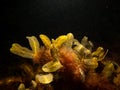 Close up of bladder wrack, also known as bladder fucus, pop weed, cut weed. Black background