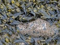 Close-up of bladder wrack and barnacles at the North Sea coast