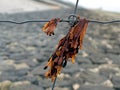 Close-up of bladder wrack hanging on a fence