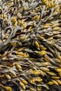 Close up of Bladder Wrack seaweed Fucus vesiculosus Royalty Free Stock Photo