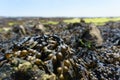 A close-up of bladder wrack on a stone.