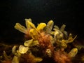 Close up of bladder wrack, also known as bladder fucus, pop weed, cut weed. Black background