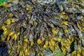 Close up of bladderwrack on a Co. Down beach used as a cooking ingredient Royalty Free Stock Photo