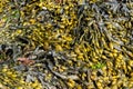 Close up of bladderwrack on a Co. Down beach used as a cooking ingredient Royalty Free Stock Photo