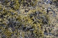 Close up of Bladderwrack Fucus gardneri seaweed and barnacles