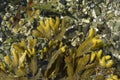 Close up of Bladderwrack Fucus gardneri seaweed