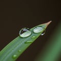 Close-up of a blade of grass displaying multiple dewdrops resting on its surface. The Royalty Free Stock Photo