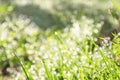 Close up of a blade of grass with drops of shiny dew in the sun, blurred background Royalty Free Stock Photo