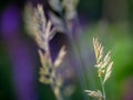 Close-up of a blade of grass with seeds - symbolic for hay fever (allergic coryza