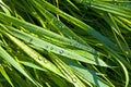 Close-up of blades of grass with dewdrops Royalty Free Stock Photo