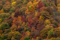 Close Up Blanket Of Fall Colors Along Blue Ridge Parkway in North Carolina Royalty Free Stock Photo
