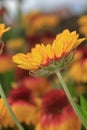 Blanket flowers Gaillardia