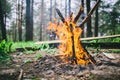 Close Up of blazing campfire coals in the in a forest glade Royalty Free Stock Photo