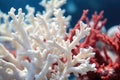 close-up of a bleached branching coral in contrast with healthy ones