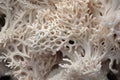 close-up of a bleached coral, highlighting its intricate structure