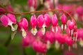 Close-up of Bleeding Heart Flower Blossom Royalty Free Stock Photo