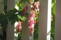 A close up of a Bleeding Heart flower branch Royalty Free Stock Photo