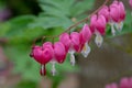 Perfect row of bleeding heart flowers, also known as `lady in the bath`or lyre flower, photographed at RHS Wisley gardens, UK. Royalty Free Stock Photo