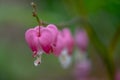 Macro of bleeding heart flower, also known as `lady in the bath`or lyre flower, photographed at RHS Wisley gardens, UK.