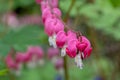 Macro of bleeding heart flowers, also known as `lady in the bath`or lyre flower, photographed at RHS Wisley gardens, UK. Royalty Free Stock Photo