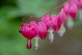 Macro of bleeding heart flowers, also known as `lady in the bath`or lyre flower, photographed at RHS Wisley gardens, UK. Royalty Free Stock Photo