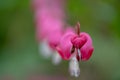 Macro of bleeding heart flowers, also known as `lady in the bath`or lyre flower, photographed at RHS Wisley gardens, UK. Royalty Free Stock Photo