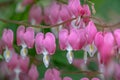 Macro photo of bleeding heart flowers, also known as `lady in the bath`or lyre flower, photographed in Surrey, UK. Royalty Free Stock Photo