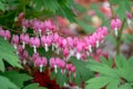 Macro photo of bleeding heart flowers, also known as `lady in the bath`or lyre flower, photographed in Surrey, UK. Royalty Free Stock Photo