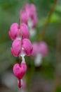 Close up of bleeding heart flowers, also known as `lady in the bath`or lyre flower, photographed in Surrey, UK. Royalty Free Stock Photo
