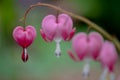 Macro photo of bleeding heart flowers, also known as `lady in the bath`or lyre flower, photographed in Surrey, UK. Royalty Free Stock Photo