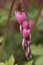 Close up of bleeding heart flowers Royalty Free Stock Photo