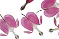 Bleeding Hearts Background on White Royalty Free Stock Photo