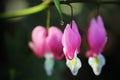 Close-up of Bleeding Heart with single dew drop Royalty Free Stock Photo