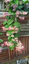 Close-up of Bleeding Heart Vine Flowers Royalty Free Stock Photo