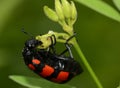 Close up of a blister beetle