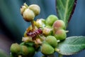 Close-up of blister beetle or ycleus on a leaf Royalty Free Stock Photo
