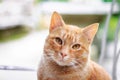 Close-up of blond cat puppy with honey-colored eyes.