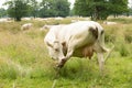 Close up of a Blonde d`Aquitaine cow licks her hind leg with a herd of cows resting and ruminating