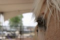 Close-up Blonde horsie Royalty Free Stock Photo