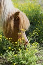 Close-up of a blonde-maned pony nosing around a patch of yellow buttercups.