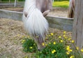 Close-up of a blonde-maned pony reaching over the fence to bury its nose in buttercups. Royalty Free Stock Photo