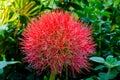 Close up of Blood Lily, Scadoxus multiflorus, Haemanthus multiflorus in Garden