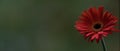 21:9 Close up of Blood Orange  Gerber Daisy Gerbera jamesonii with Green folliage and on a blurred background Royalty Free Stock Photo