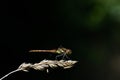 Close-up of a blood-red darter Sympetrum sanguineum sitting on a branch in front of a dark background Royalty Free Stock Photo