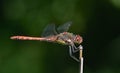 Close-up of a blood-red darter Sympetrum sanguineum sitting on a branch in front of a green background Royalty Free Stock Photo