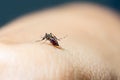 Closeup of blood sucking mosquitoes