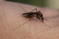 Close-up of blood-sucking mosquitoes, peddler of malaria, parasitic insect