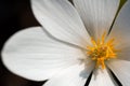 Close Up Bloodroot Royalty Free Stock Photo
