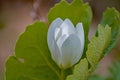 Close-Up Of A Bloodroot Wild Flower On The Forest Floor