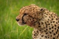 Close-up of bloodstained cheetah sitting on grass